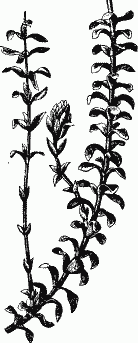 Элодея внутреннестроение