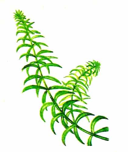 Элодея канадская схема