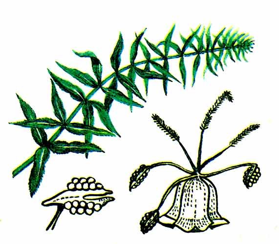 Рисунок карандашом элодея (46 фото)