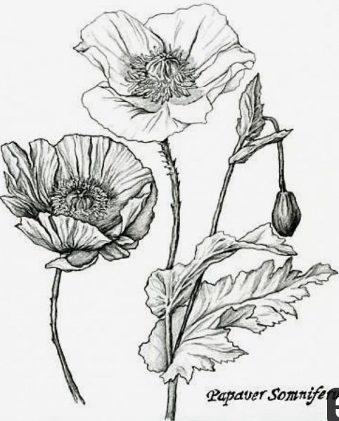 Цветы Графика маки