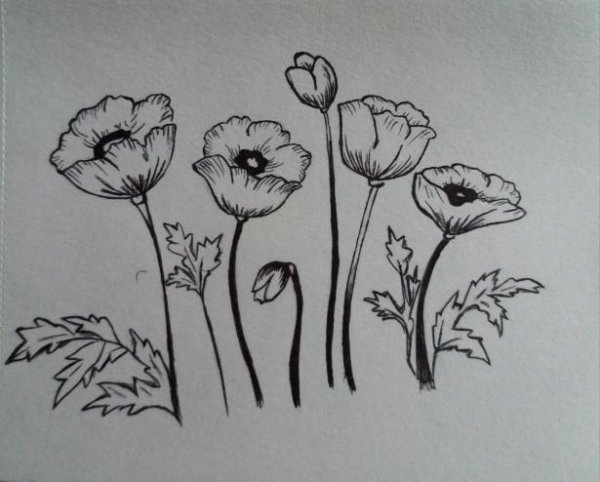 Мак простым карандашом