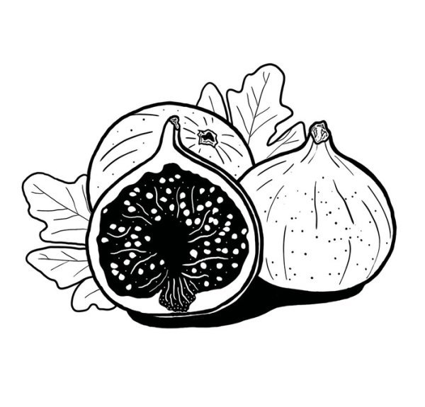 Инжир раскраска для детей