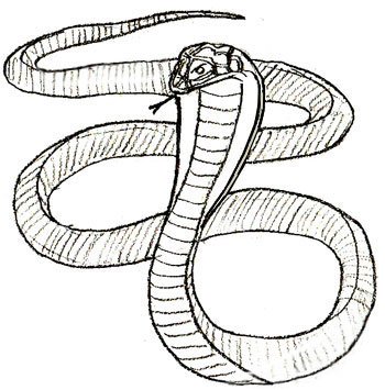 Тату контурные Кобра