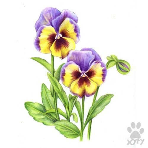 Цветок Анютины глазки рисунок