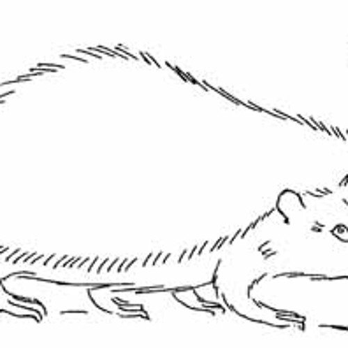 Ушастый еж рисунок карандашом (39 фото)