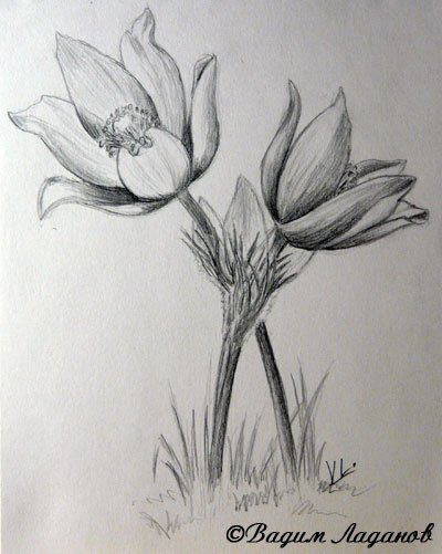 Сон трава карандашом