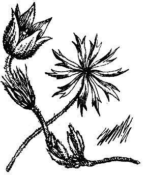 Сон трава раскраска для детей