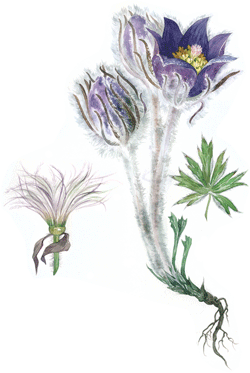 Пион тонколистный