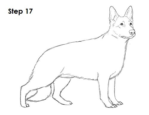 Поэтапный рисунок овчарки