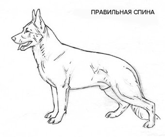 Немецкая овчарка шаблон сбоку