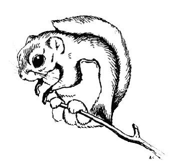 Белка летяга раскраска для детей