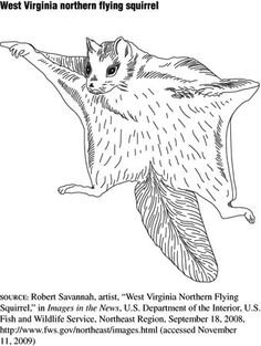 Лёгкие раскраски летяги