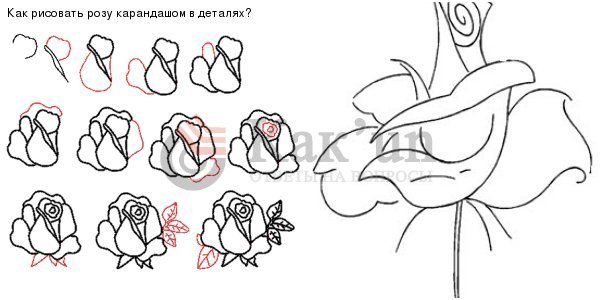 Букет ромашек раскраска