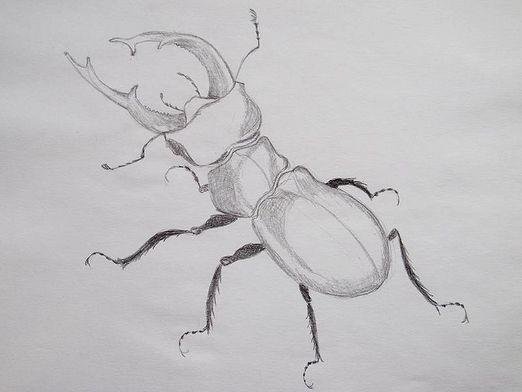 Жук олень рисунок