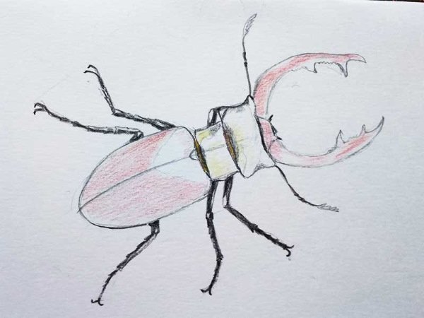 Жук олень рисунок