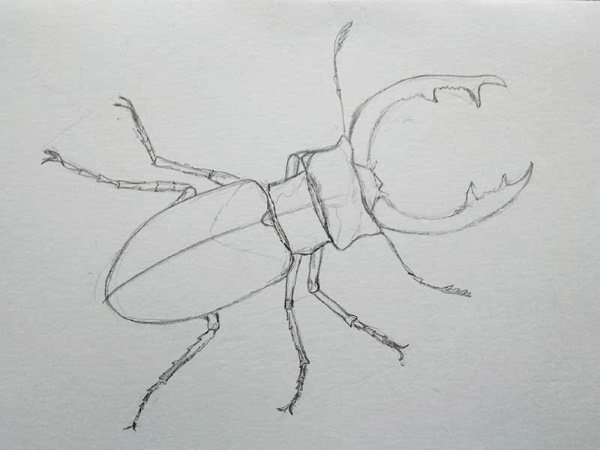 Жук олень раскраска