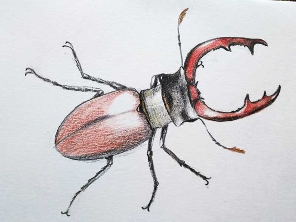 Жук олень рисунок карандашом