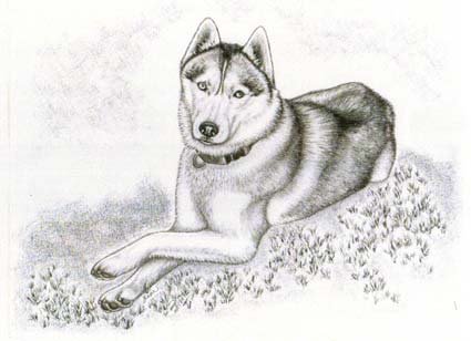 Собака хаски карандашом