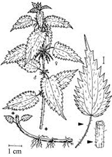 Крапива раскраска