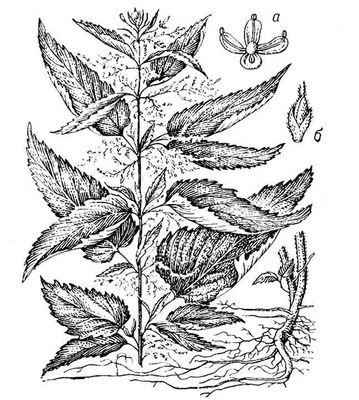 Крапива разукрашка