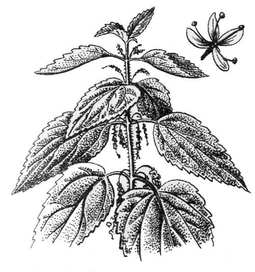 Яснотка белая