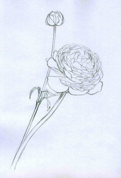 Лютик эскиз