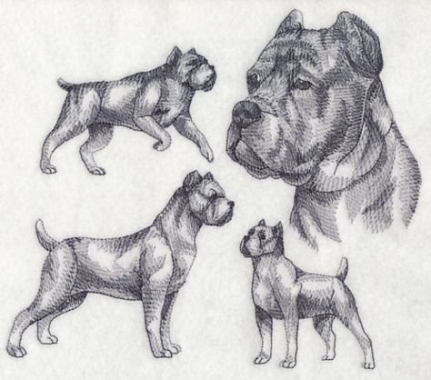 Анатомия Кане Корсо