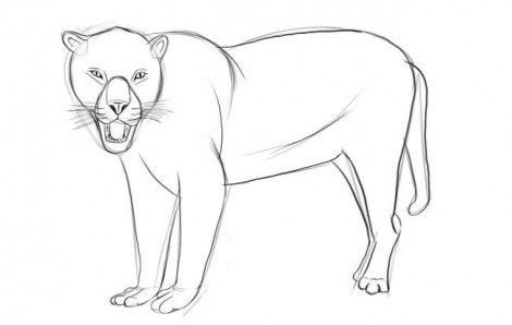 Снежный Барс раскраска для детей