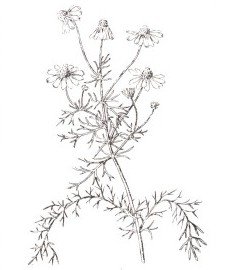 Ромашка рисунок карандашом