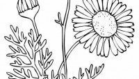 Полевые цветы скетч