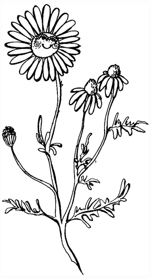 Ромашка аптечная