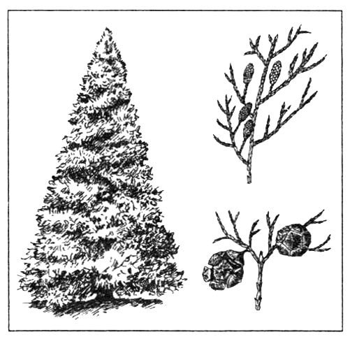 Кипарис вечнозеленый хвоя