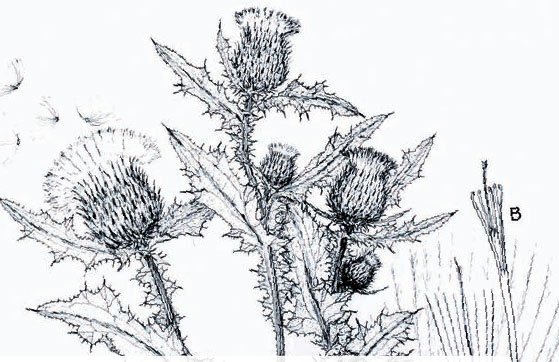 Чертополох иллюстрация