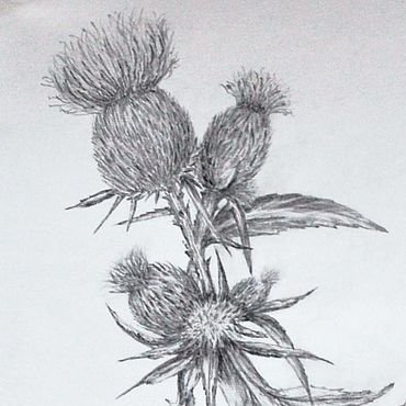 Чертополох рисунок Графика