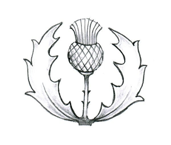 Чертополох символ Шотландии рисунок