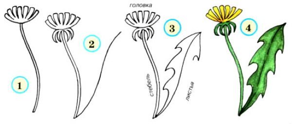 Растения карандашом для начинающих