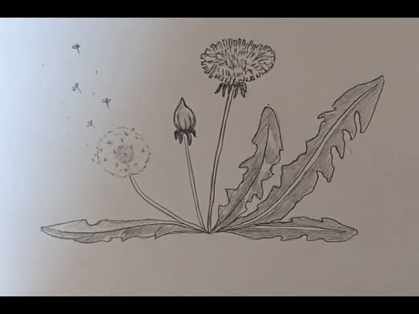 Одуванчик рисунок для детей карандашом (45 фото)