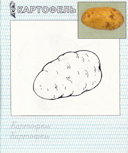 Рисовать картофель