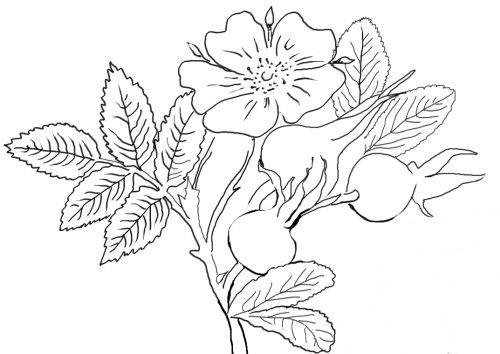 Эскизы для вышивания лентами