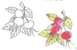 Шиповник для срисовки