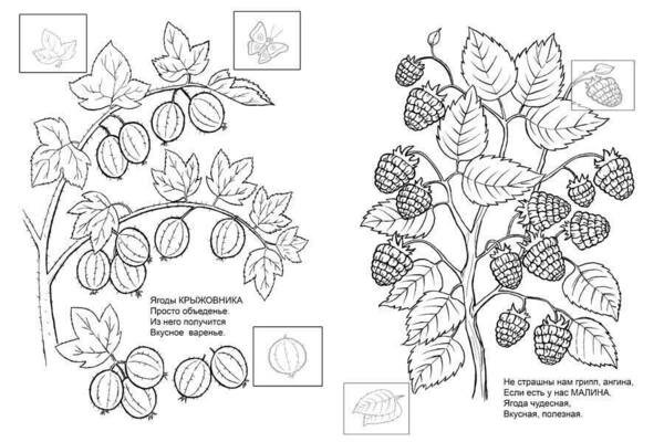 Шиповник раскраска