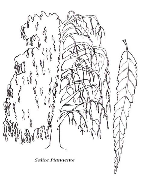 Раскраска дерево Ива