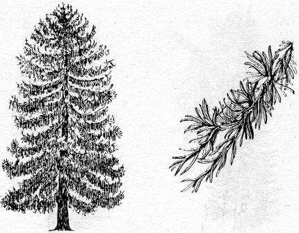 Лиственница Ольгинская контур