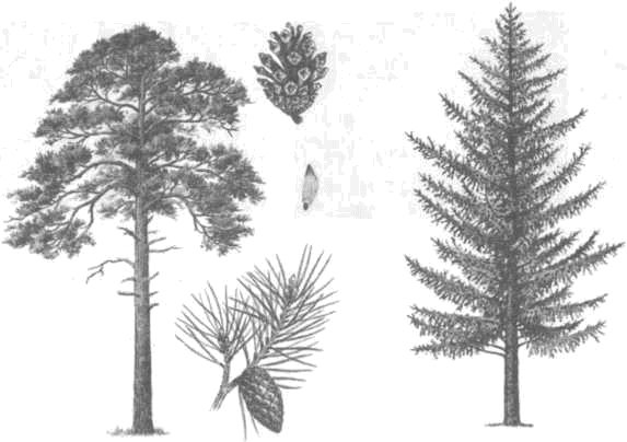 Лиственница Сибирская рисунок