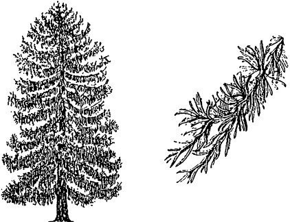 Контур лиственница Сибирская