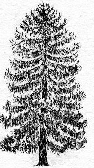 Лиственница контур