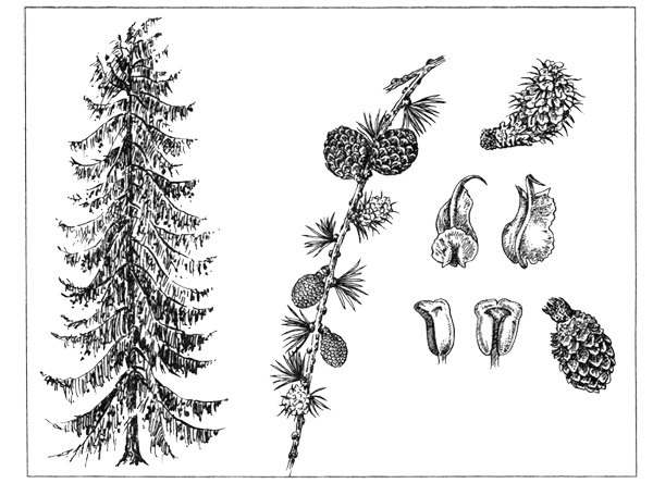 Лиственница Сибирская рисунок