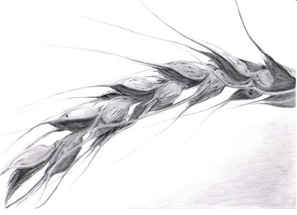 Пшеница эскиз