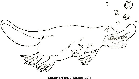 Утконос карандашом