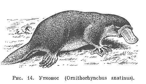 Черный Утконос
